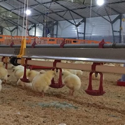 Εσωτερική άποψη πτηνοτροφικής μονάδας